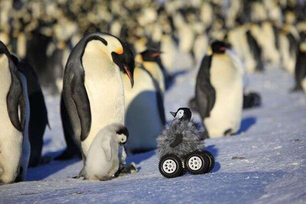 Pinguins são estudados através de robô filhote da espécie e resultado é impressionante