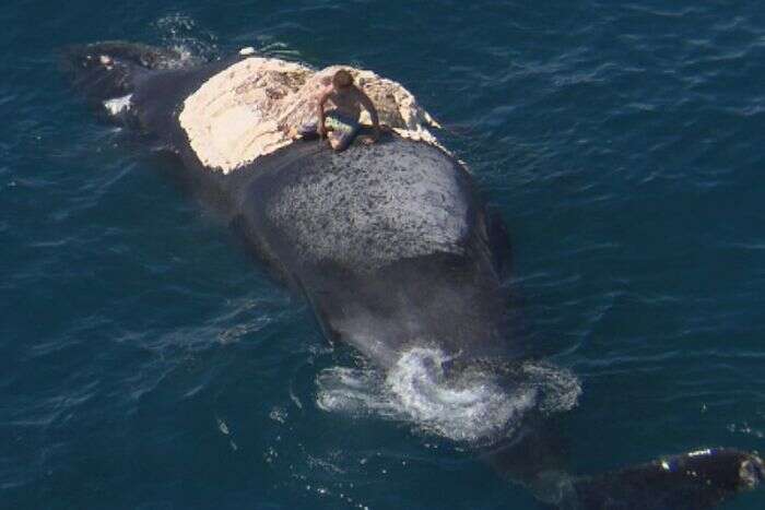 Surfista sobe em baleia morta no mar e ficar cercado por tubarões