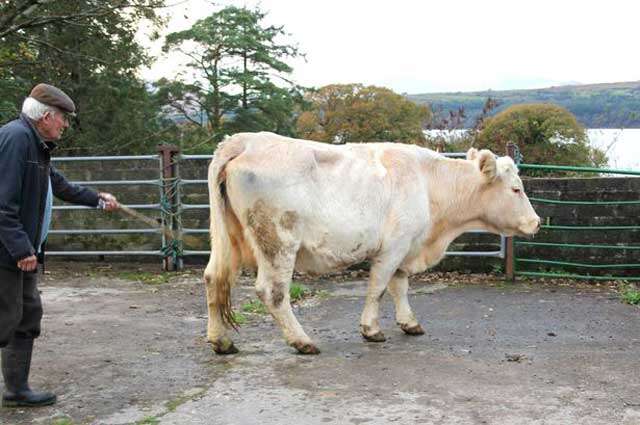 Vaca incrivelmente nada quase 5 quilômetros à procura de seu filhote