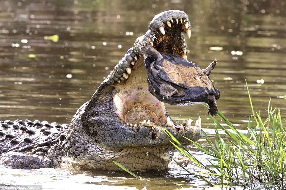Tartaruga prestes a ser devorada por crocodilo consegue escapar