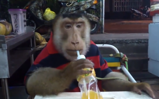 Vídeo faz sucesso ao mostrar macaco usando gola polo enquanto e bebendo refrigerante