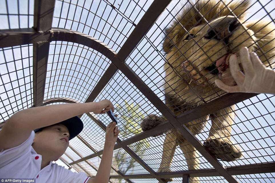 Zoológico no Chile permite que visitantes alimente leões com as mãos