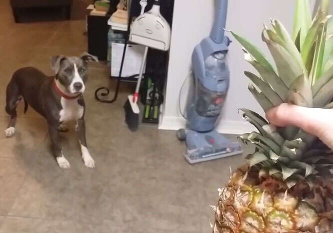 Vídeo de pit bull com medo de abacaxi se torna viral na web