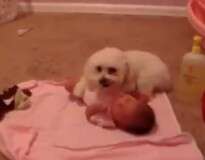 Vídeo de cão abraçando bebê recém-nascido bomba na internet