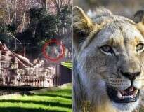 Veja o momento em que homem é atacado ao invadir fosso de leões em zoológico na Espanha