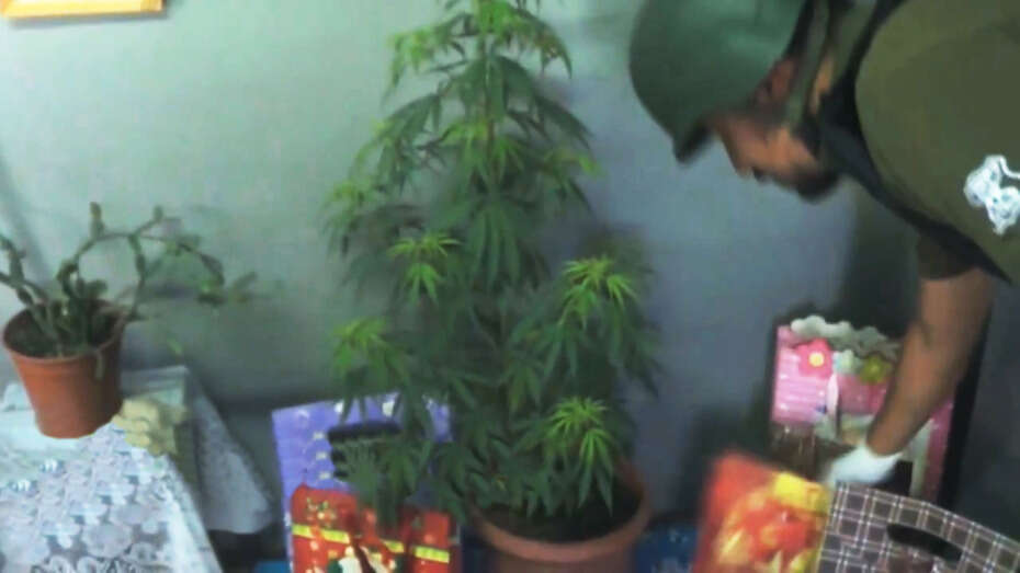 Mulher usa planta gigante de maconha como árvore de Natal e é presa