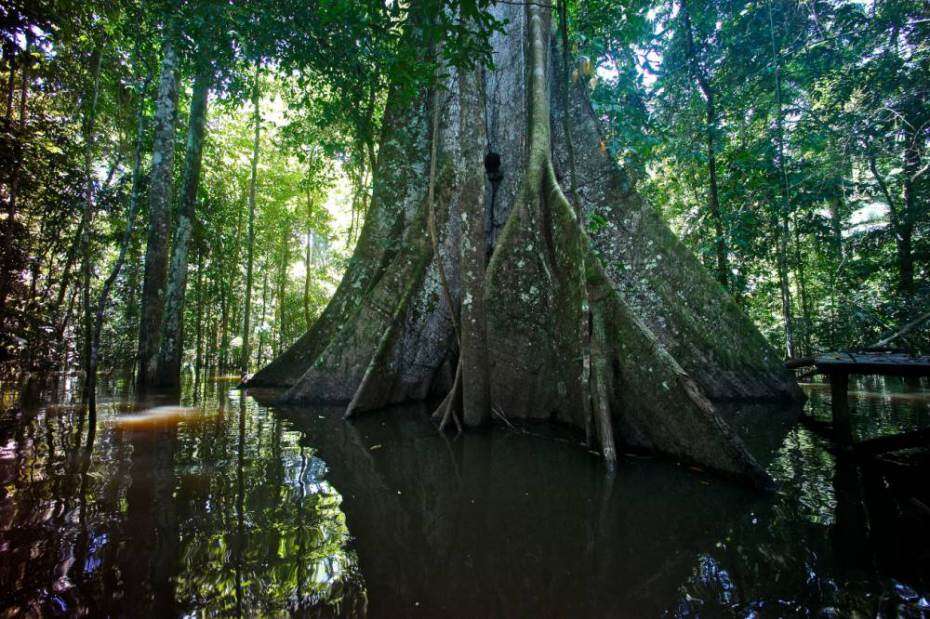 Madeireiros acidentalmente cortam árvore mais antiga do mundo