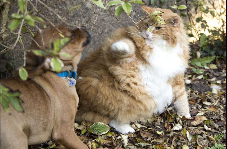 Dono de gato gordo, compra cão para perseguir animal e fazê-lo perder peso