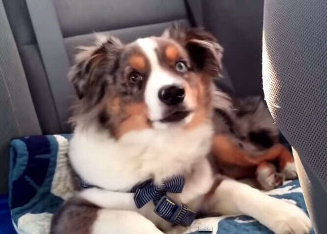 Vídeo de cão emocionado com canção faz sucesso na web