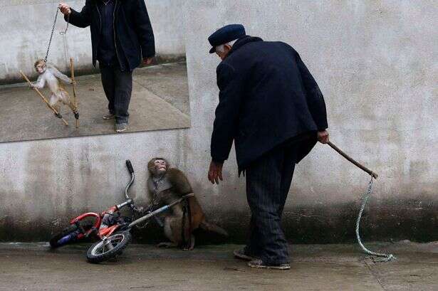 Imagens chocantes mostram momento em que macaco se encolhe de medo de treinador