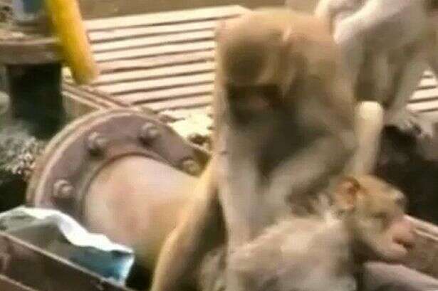 Macaco desesperado se torna herói e salva amigo eletrocutado