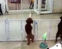 Vídeo de filhote de cachorro dançando ao ver proprietário chegando se torna viral na internet