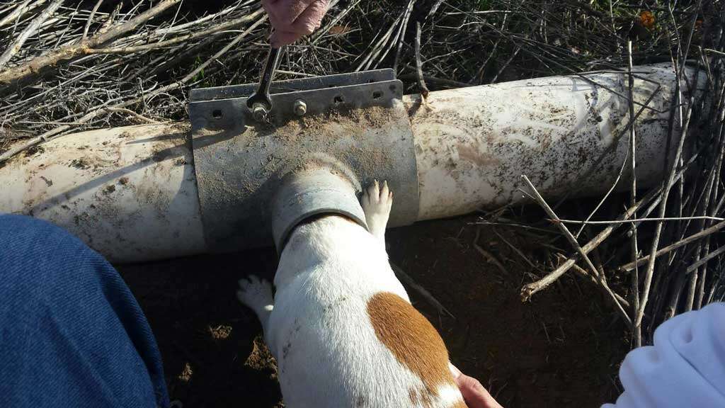 Cão com cabeça presa