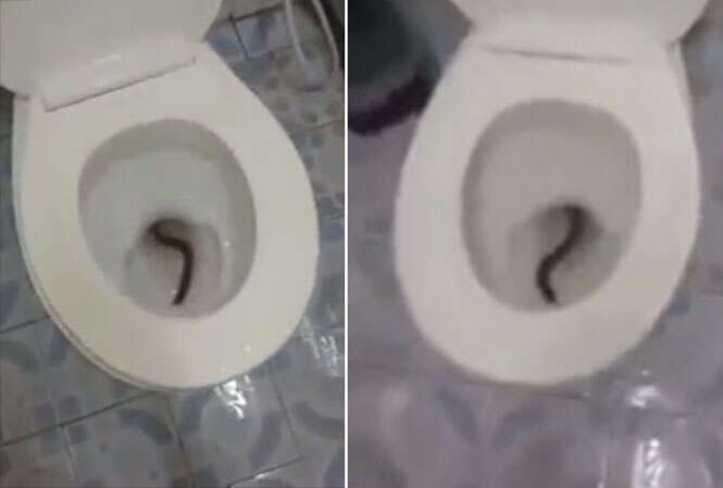 Cobra em vaso sanitário