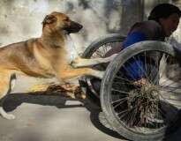 Cachorro causa comoção empurrando dono deficiente em cadeira de rodas