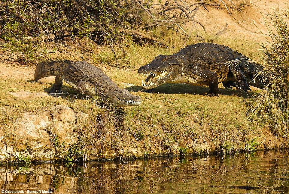 Veja o momento incrível em que crocodilo enorme tenta devorar rival menor