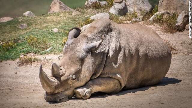 Morre um dos seis últimos rinocerontes brancos do mundo