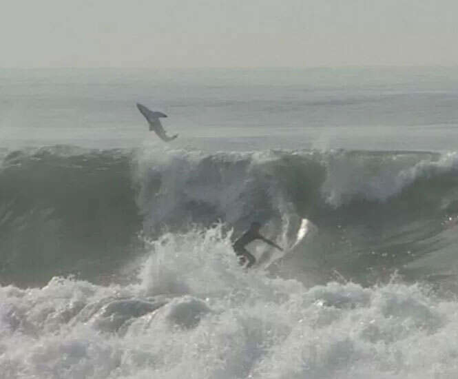 Surfista realiza manobras ao lado de tubarão