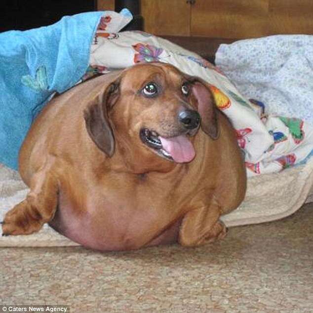 Cão extremamente obeso perde 22 quilos e entrar em forma para estrelar capa de calendário