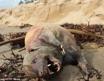 Criatura misteriosa aparece em praia na Califórnia e deixa moradores assustados