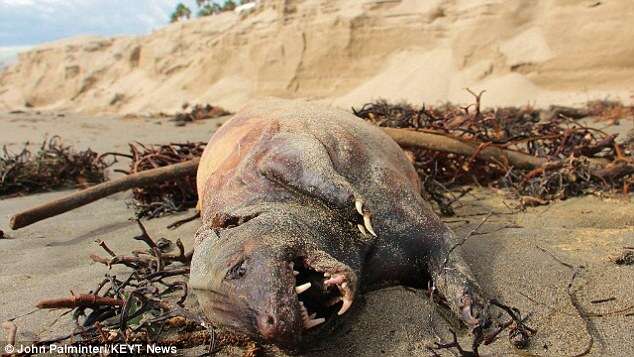 Criatura misteriosa aparece em praia na Califórnia