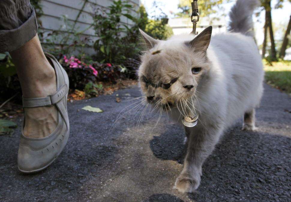 Gato com dois rostos na mesma cabeça é sacrificado