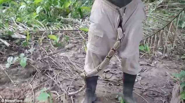 Vídeo de arrepiar mostra enorme jiboia saindo das calças de homem