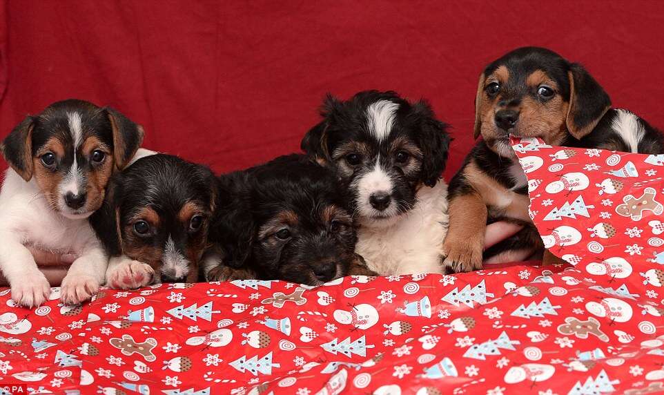 Imagens de cãezinhos fofos rasgando embrulhos de presentes de Natal