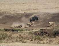 Fotógrafa captura exato momento em que búfalo encara três leões para salvar seus filhotes