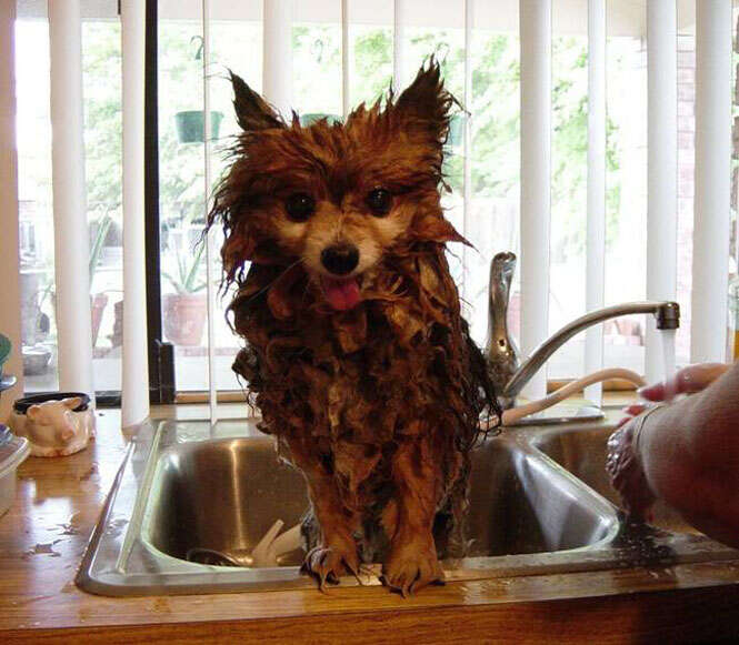 Reação de cães e gatos na hora do banho