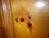 Imagem de cão surge em pedaço de madeira e repercute na internet