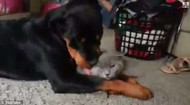 Cão rottweiler e seu amigo felino