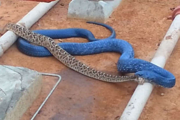 Vídeo flagra momento em que cobra devora outra