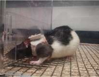 Pesquisa revela que ratos machos se sentem mais atraídos por fêmeas de lingerie a roedoras nuas