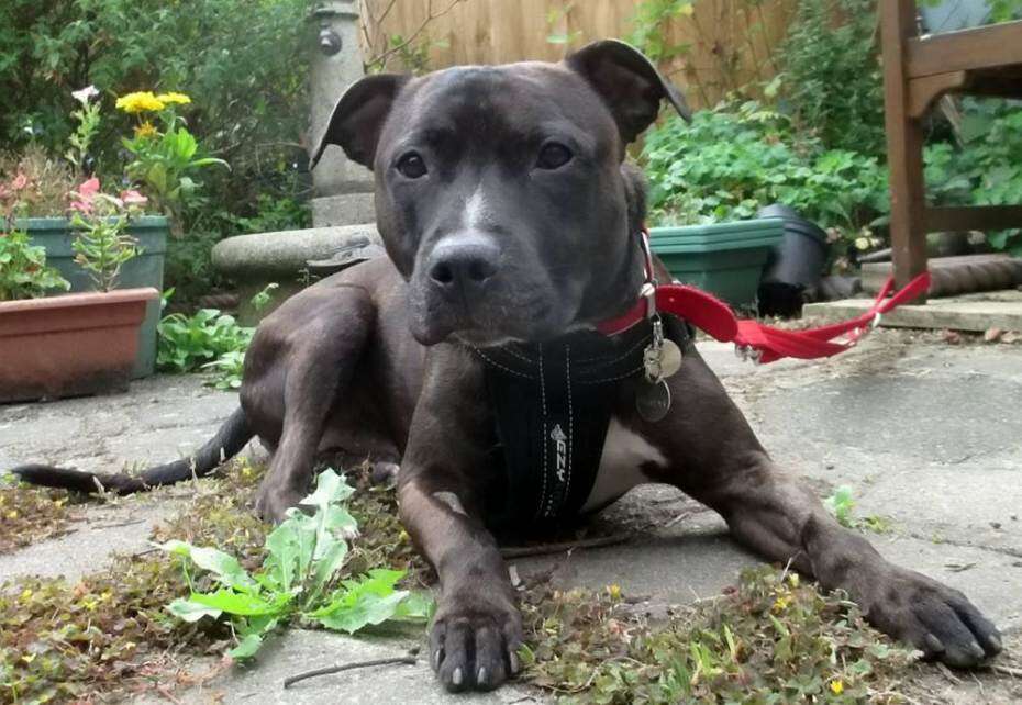 Cão mais tímido do mundo luta para encontrar um dono