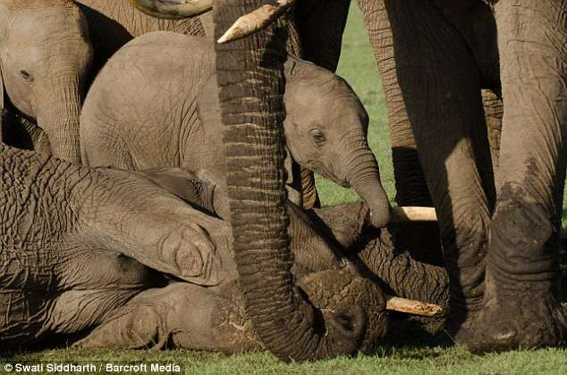 Imagem comovente mostra bebê elefante chorando a morte da mãe