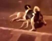 Vídeo comovente mostra cão desesperado tentando proteger corpo de companheiro atropelado no meio da estrada