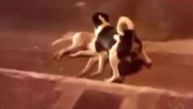 Vídeo comovente mostra cão desesperado tentando proteger corpo de companheiro atropelado