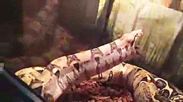 Homem é procurado pela polícia após postar vídeos alimentando sua cobra com animais de estimação vivos