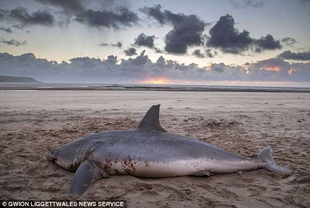 Tubarão mortal é encontrado morto em praia no País de Gales