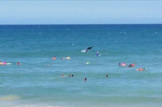 Tubarão salta no meio de banhistas em praia