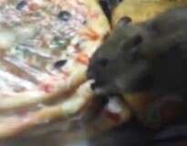 Mulher filma ratos caminhando e se alimentando com comida que era servida a clientes em lanchonete