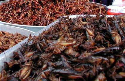 Portugueses criam farinha feita com grilos