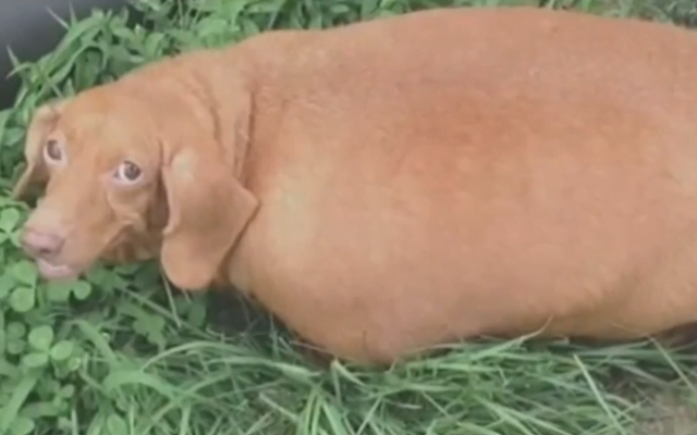 Cachorro com obesidade mórbida perde quase 20 quilos