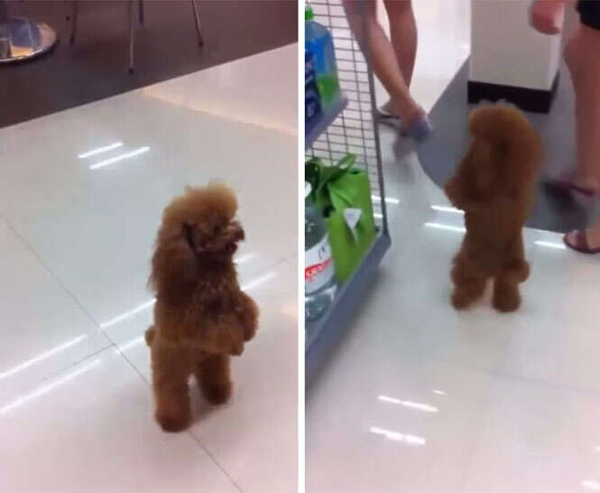 Cão de pé em supermercado