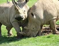 Funcionários de zoológico dão Viagra para rinocerontes conseguirem se acasalar e se reproduzir
