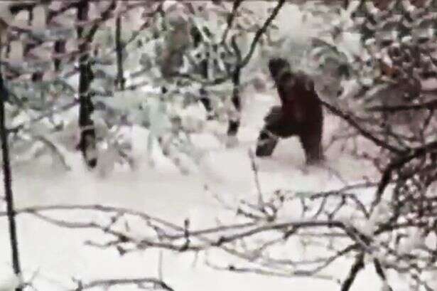 Vídeo causa repercussão ao flagrar enorme criatura caminhando em floresta na Rússia