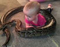Pai causa polêmica ao postar vídeo de filha bebê brincando com enorme cobra píton