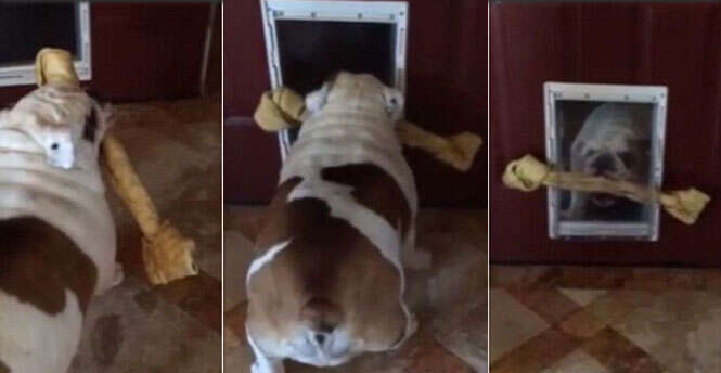Cão tenta passar com osso comprido em estreito buraco de porta e vídeo faz sucesso na web