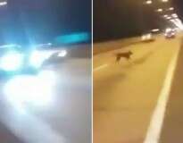 Vídeo causa polêmica ao mostrar cão se tele transportando até rodovia movimentada